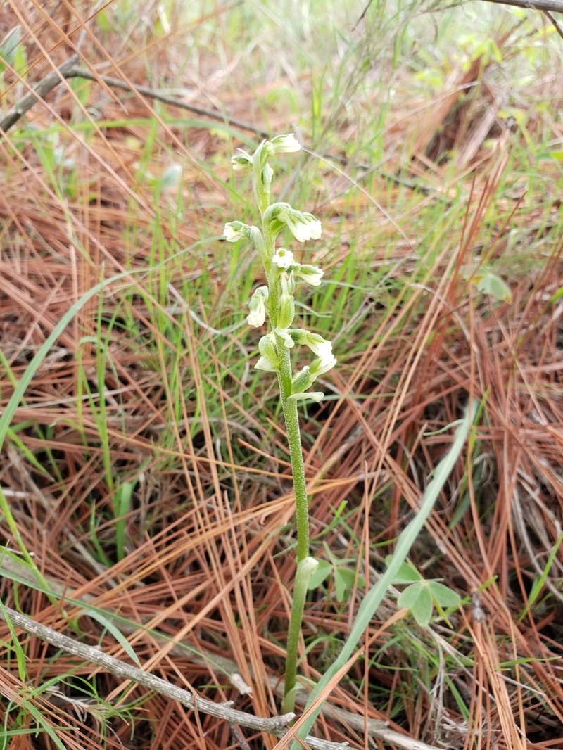 Cyclopogon saccatus photo 4