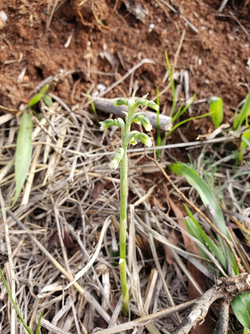 Cyclopogon saccatus photo 5