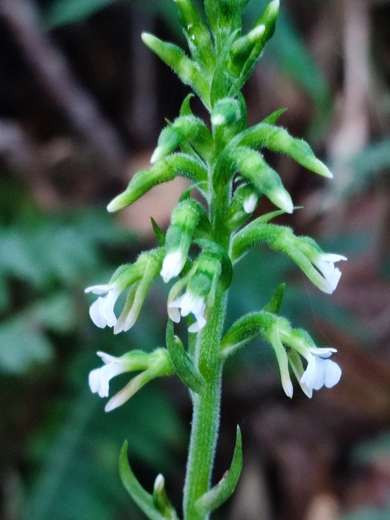 Cyclopogon saccatus photo 6