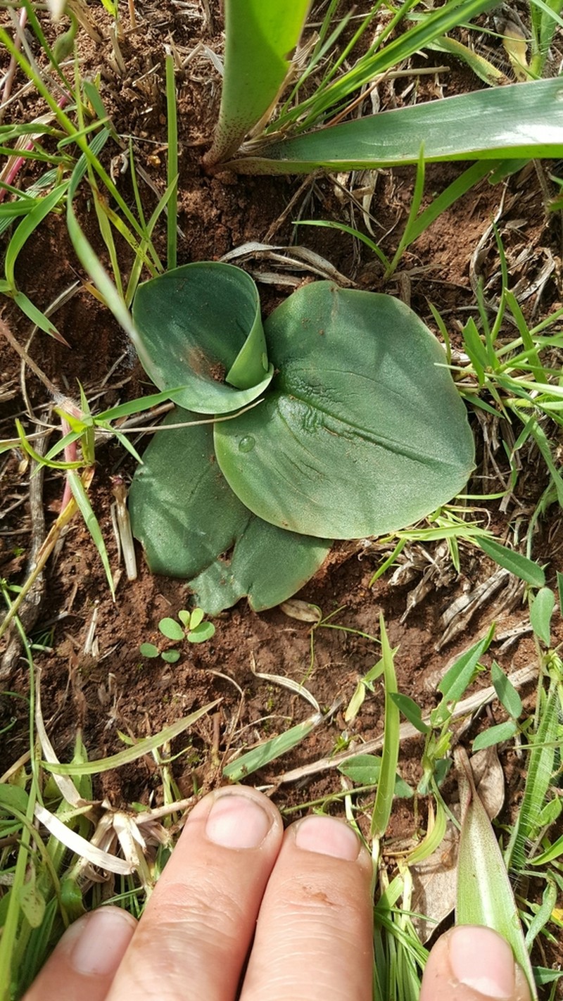 Cyclopogon saccatus photo 7