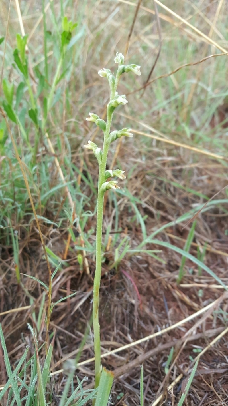 Cyclopogon saccatus photo 8