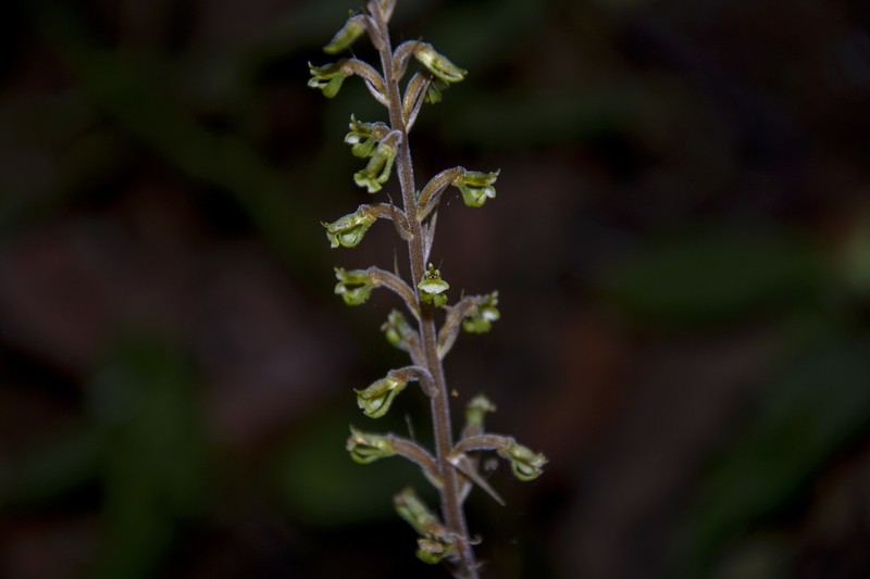 Cyclopogon tandapianus