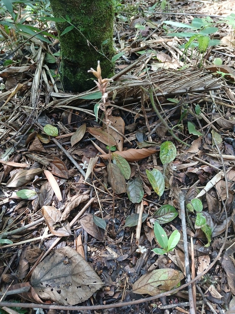 Cyclopogon variegatus