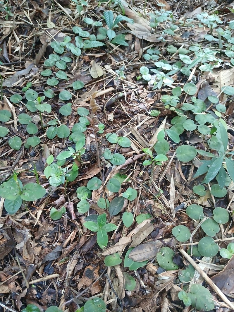 Cyclopogon variegatus photo 2