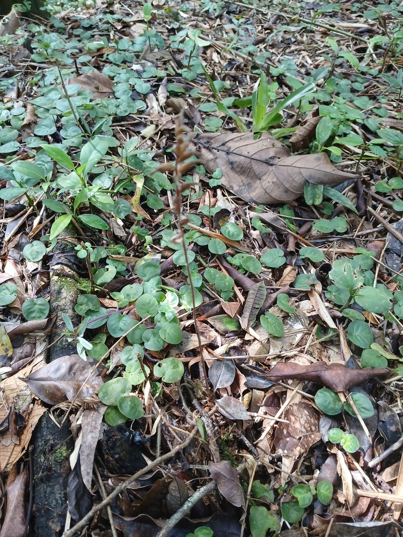 Cyclopogon variegatus photo 3