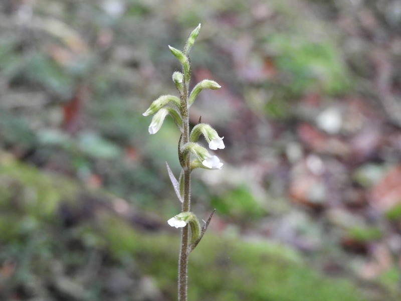 Cyclopogon variegatus photo 4