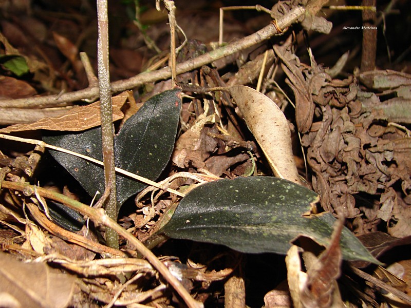 Cyclopogon variegatus photo 5