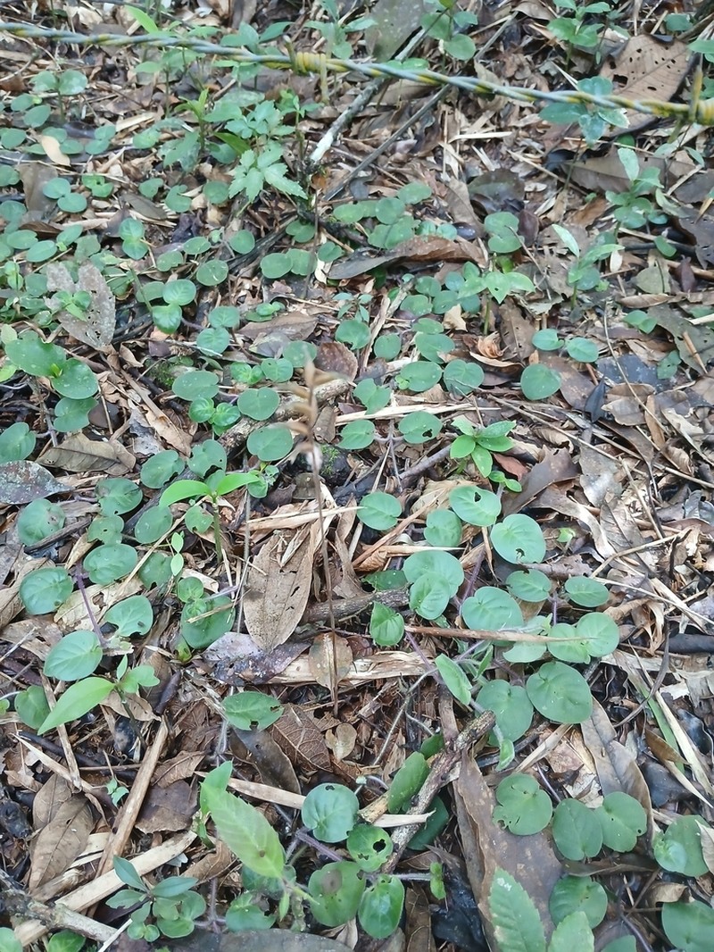 Cyclopogon variegatus photo 6