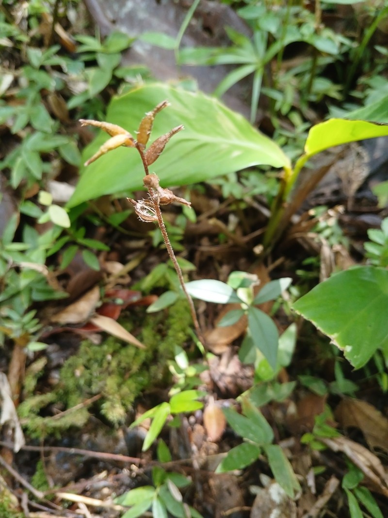 Cyclopogon variegatus photo 7