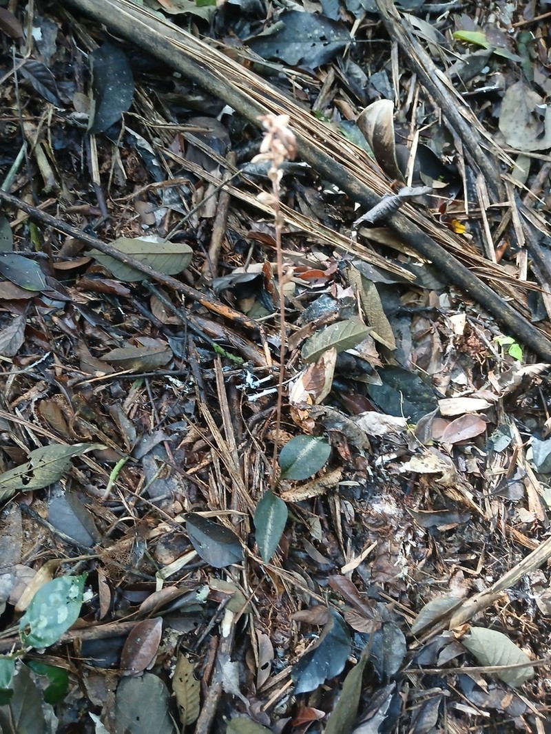 Cyclopogon variegatus photo 8