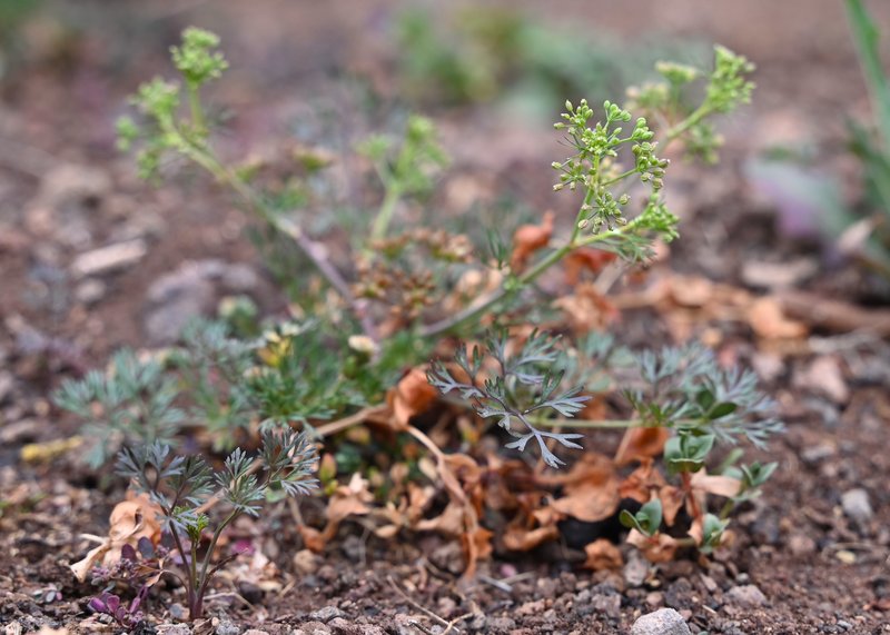 Marsh Parsley photo 2