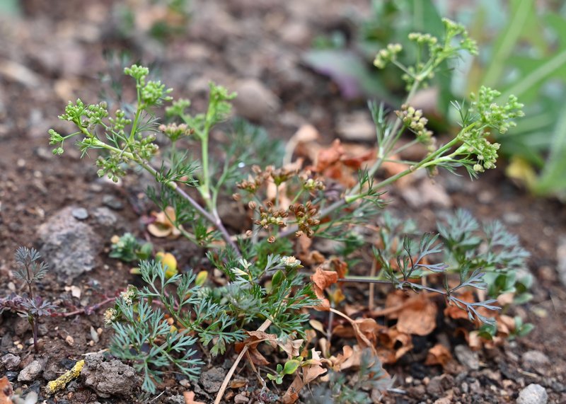 Marsh Parsley photo 3