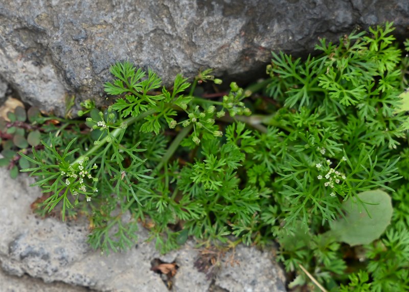 Marsh Parsley photo 4