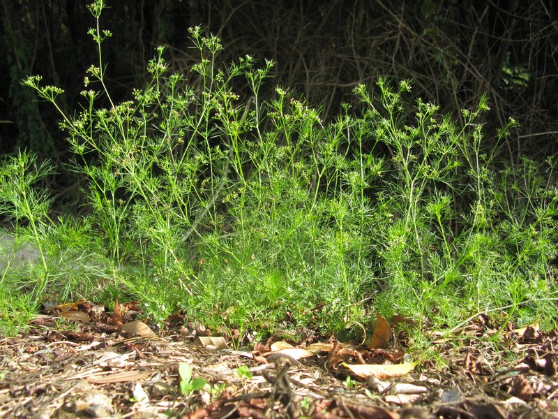 Marsh Parsley photo 5