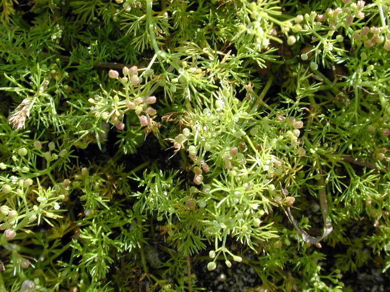 Marsh Parsley