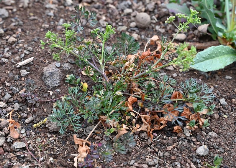 Marsh Parsley photo 6