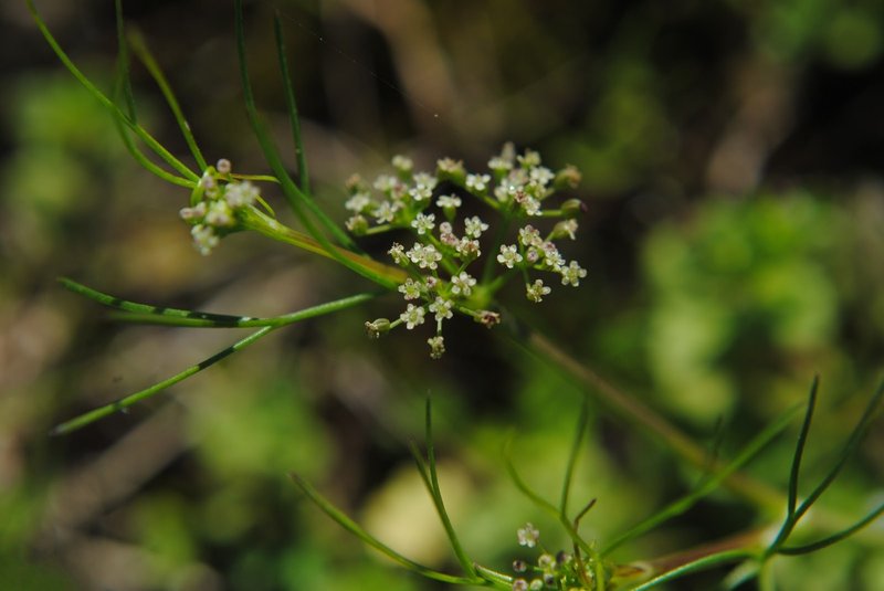 Marsh Parsley photo 7