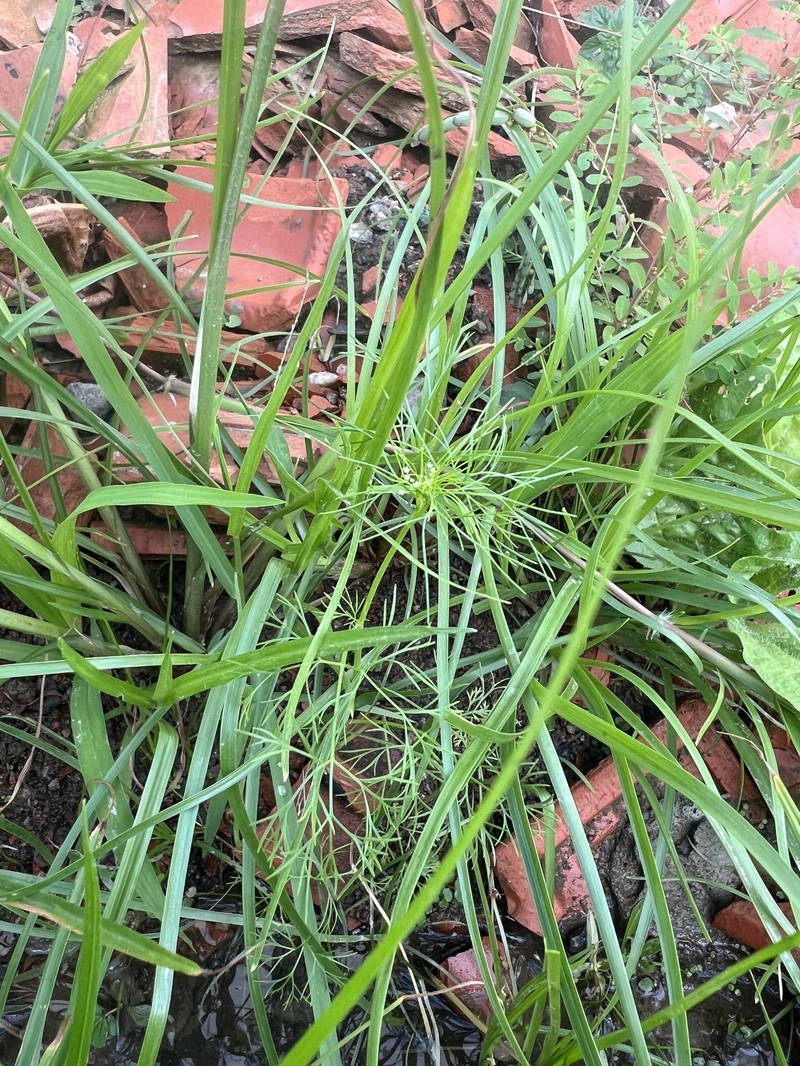 Cyclospermum leptophyllum var. leptophyllum