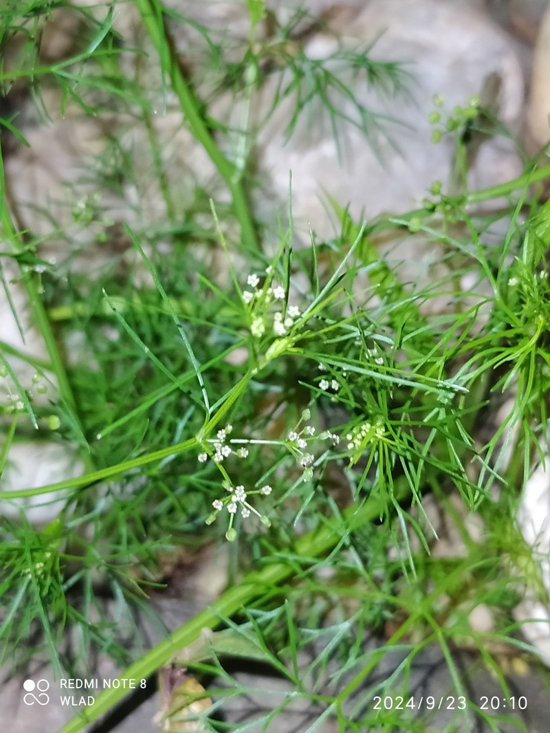 Cyclospermum leptophyllum var. leptophyllum photo 2