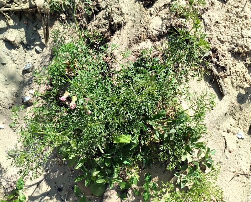 Cyclospermum leptophyllum var. leptophyllum photo 3