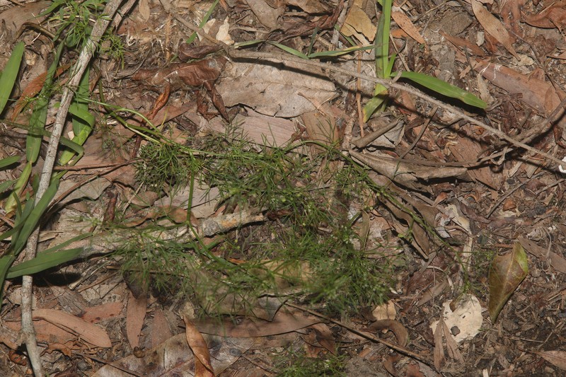 Cyclospermum leptophyllum var. leptophyllum photo 4