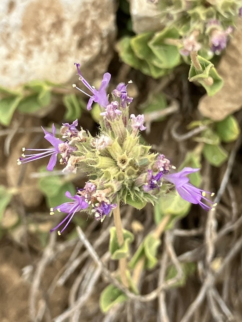 Cyclotrichium origanifolium photo 2