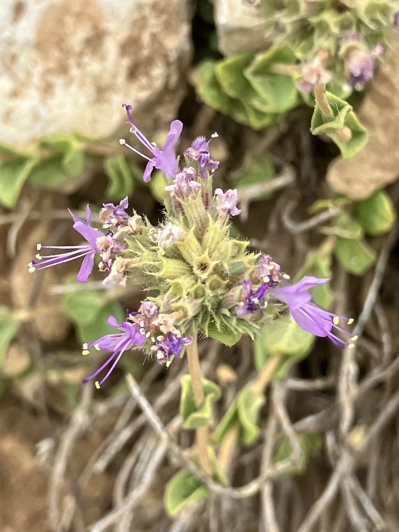 Cyclotrichium origanifolium photo 3