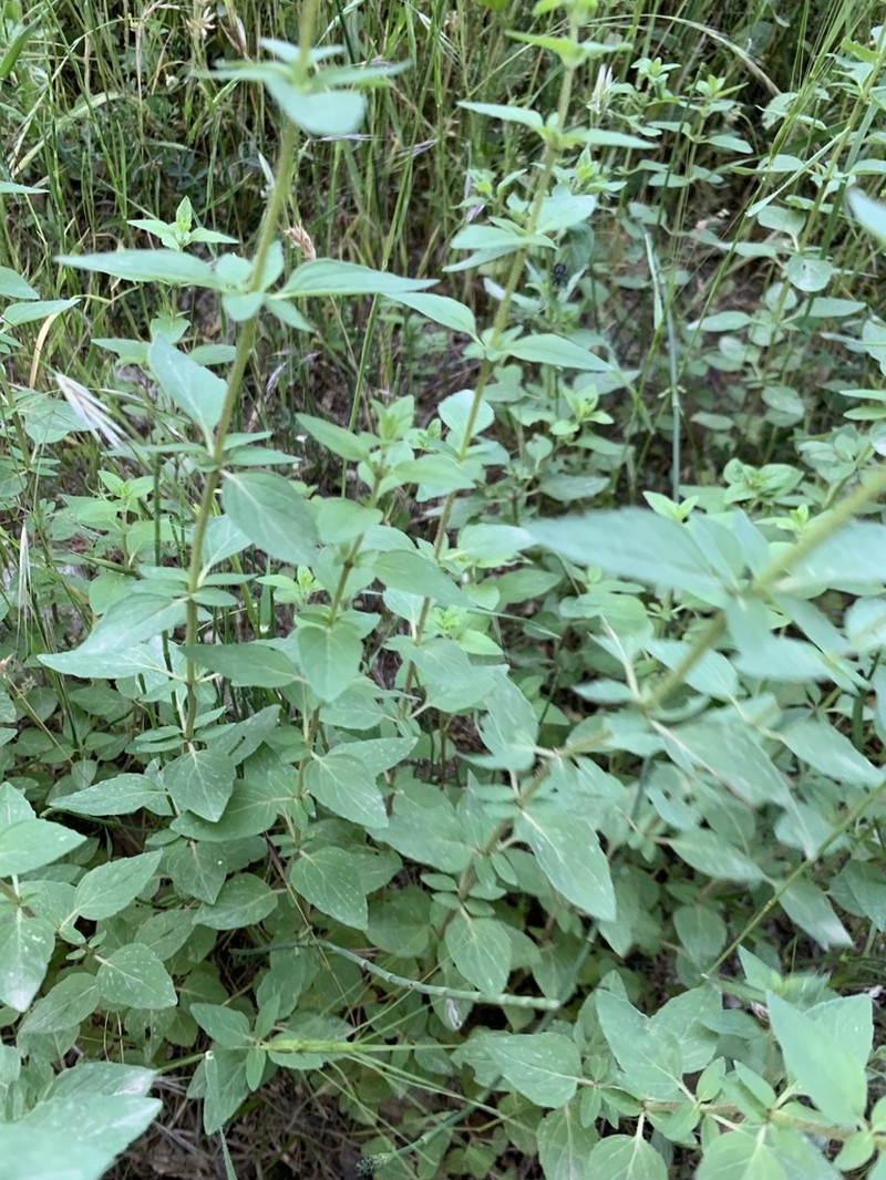 Cyclotrichium stamineum