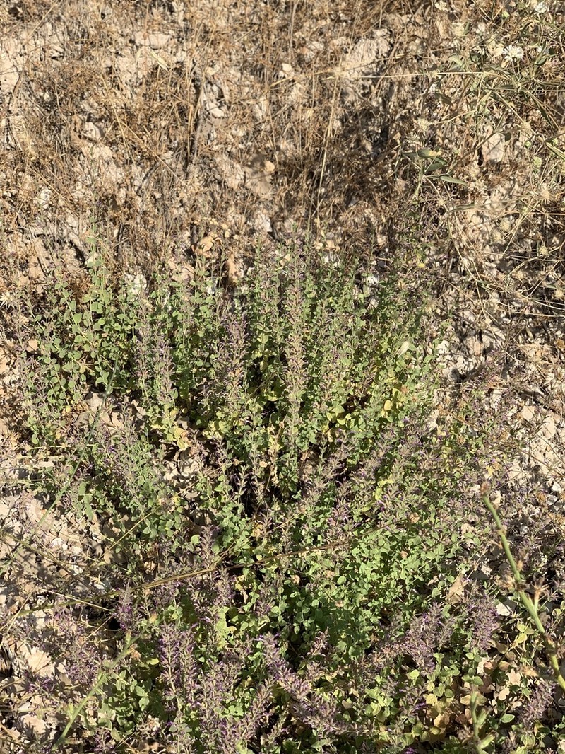 Cyclotrichium stamineum photo 2
