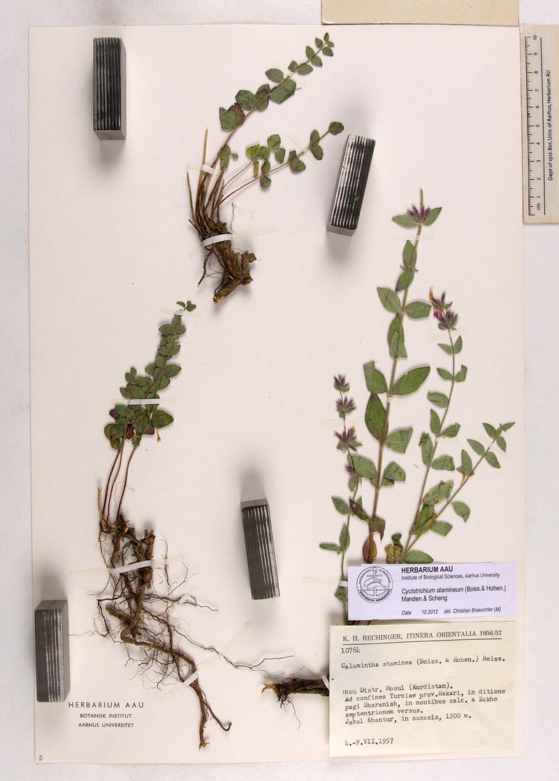 Cyclotrichium stamineum photo 4