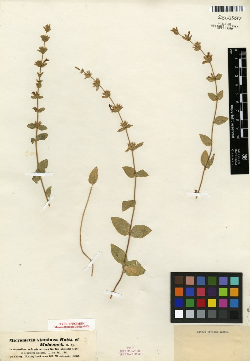 Cyclotrichium stamineum photo 5
