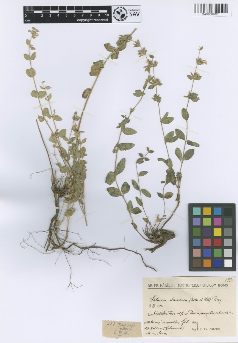 Cyclotrichium stamineum photo 6