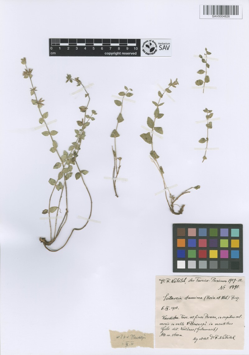Cyclotrichium stamineum photo 7