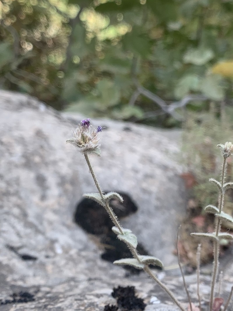 Cyclotrichium straussii