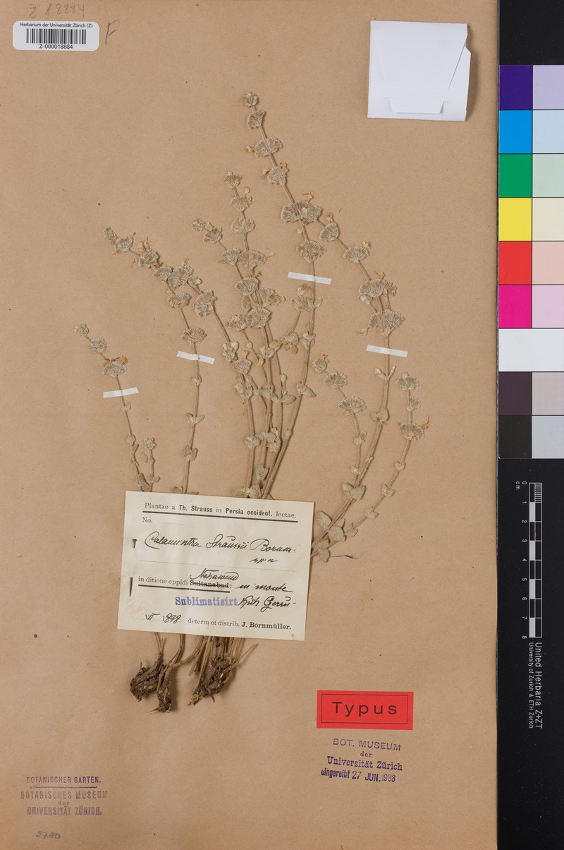 Cyclotrichium straussii photo 2