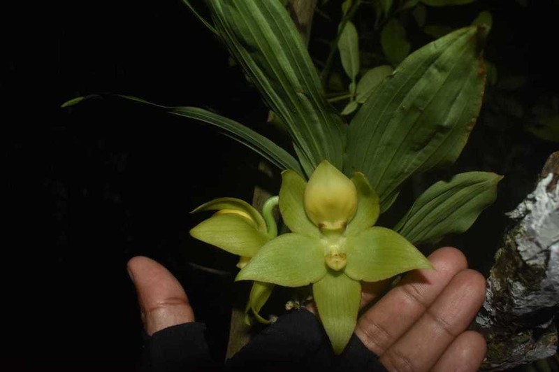 Cycnoches aureum