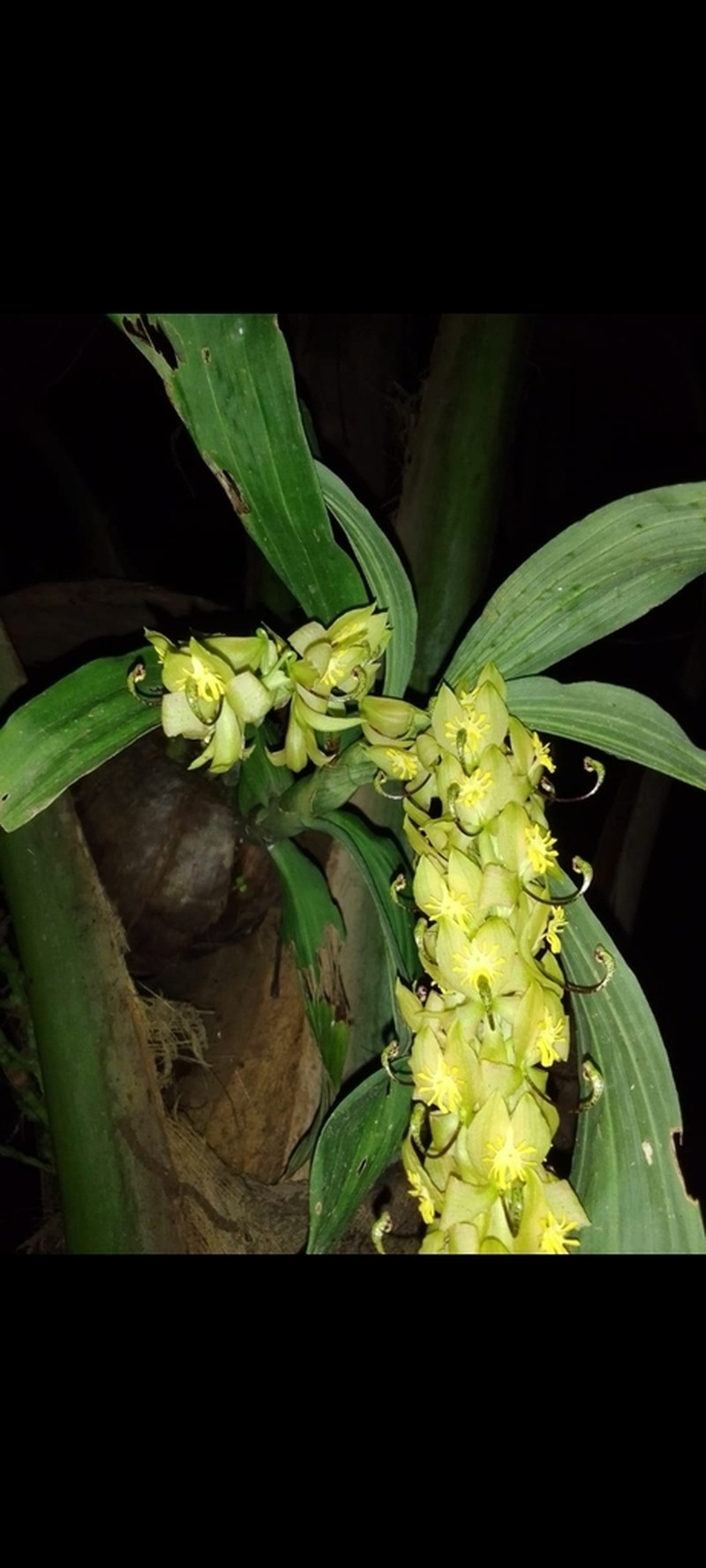 Cycnoches aureum photo 2