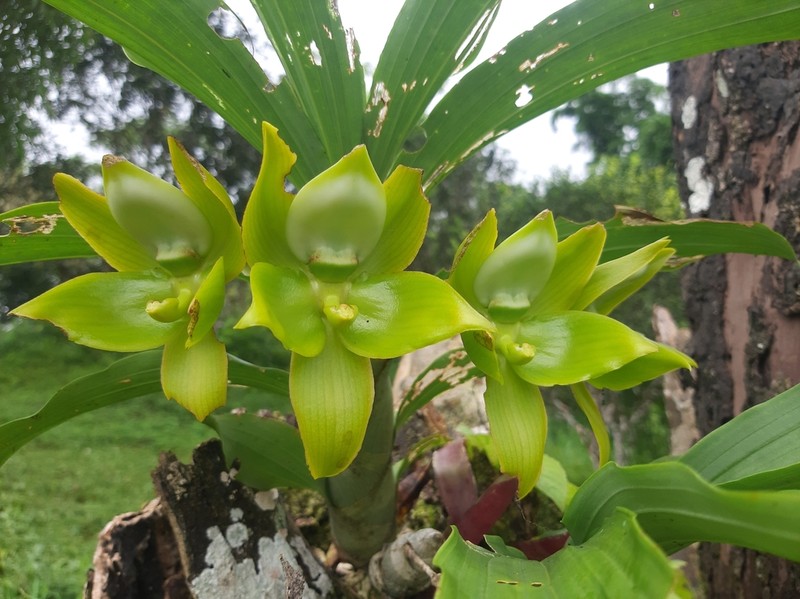 Cycnoches aureum photo 3