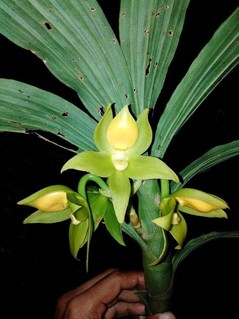 Cycnoches aureum photo 5