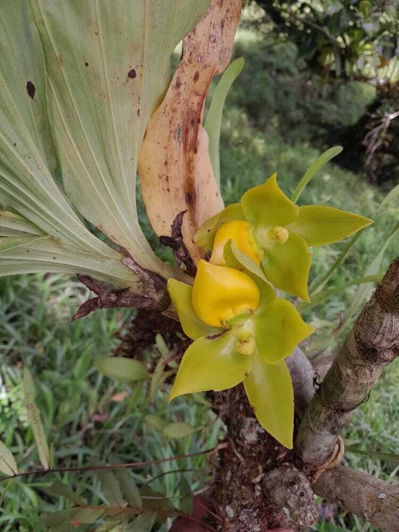 Cycnoches aureum photo 6