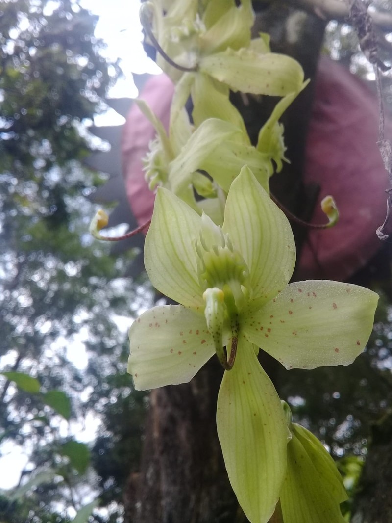 Cycnoches aureum photo 7