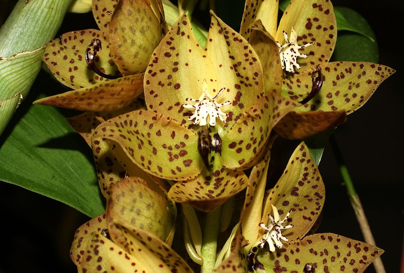 Cycnoches barthiorum