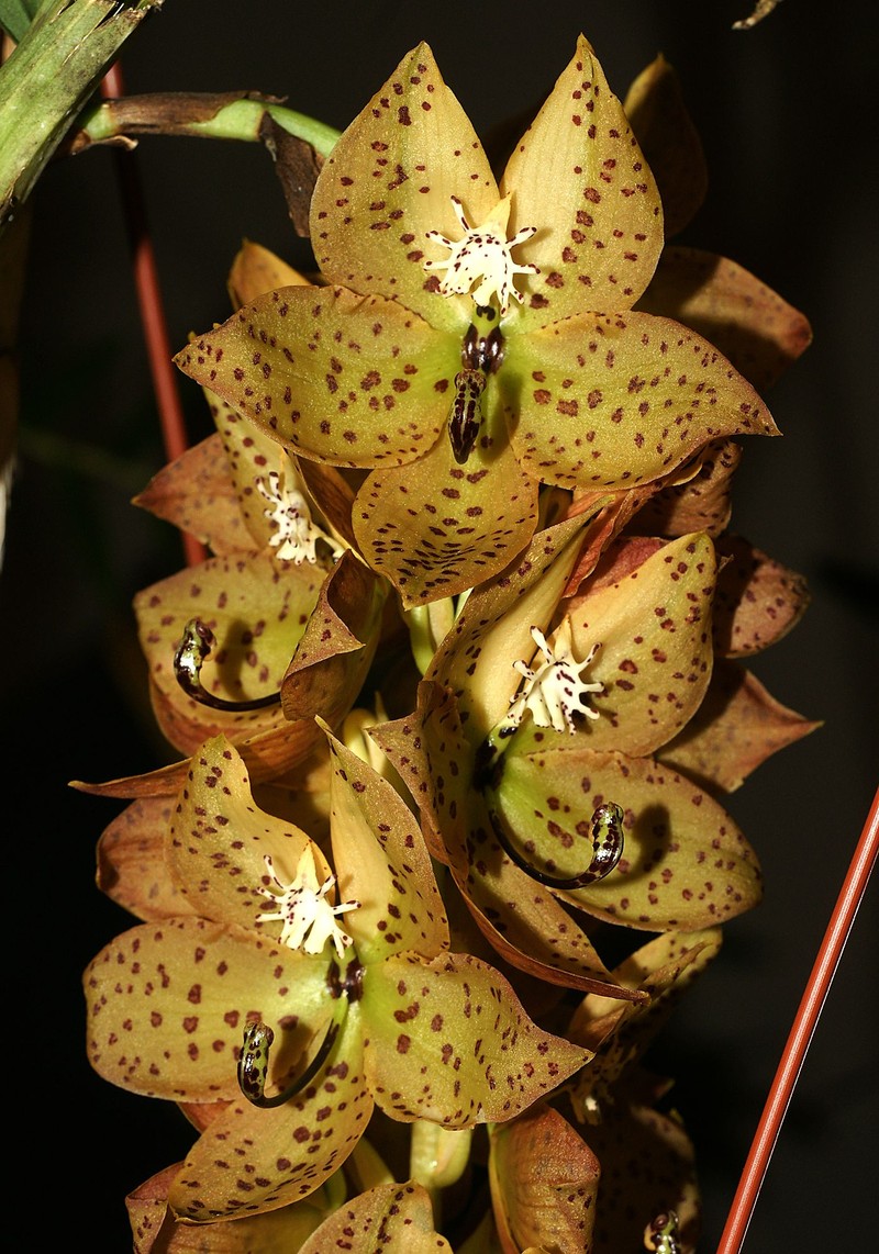 Cycnoches barthiorum photo 2