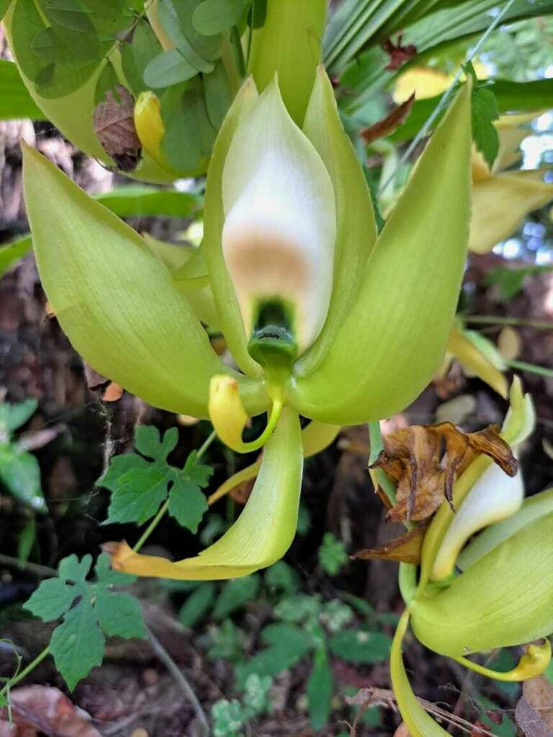 Cycnoches chlorochilon