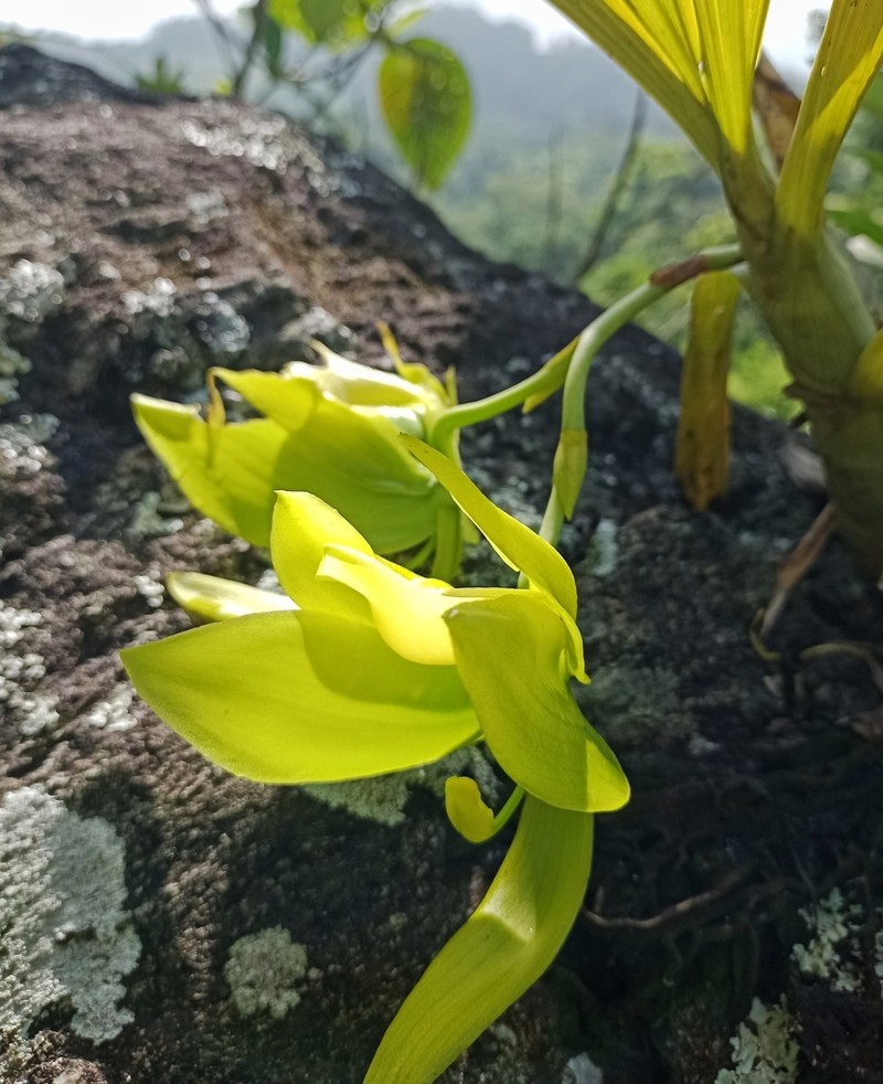 Cycnoches chlorochilon photo 2