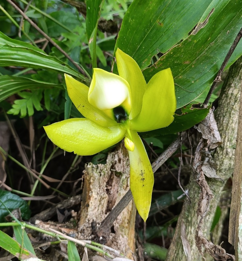 Cycnoches chlorochilon photo 3