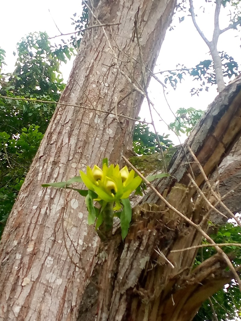 Cycnoches chlorochilon photo 4