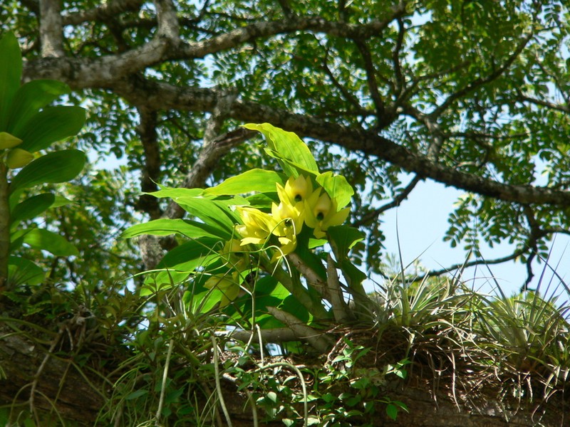 Cycnoches chlorochilon photo 5