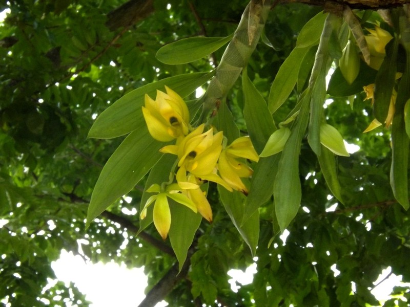 Cycnoches chlorochilon photo 6