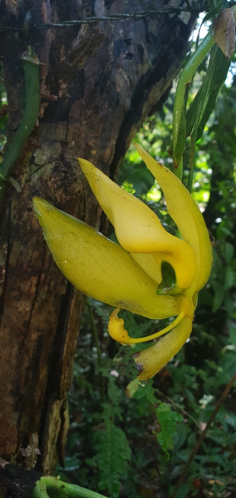 Cycnoches chlorochilon photo 7